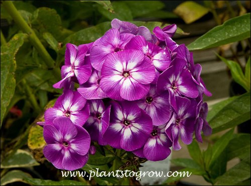 The large purple panicles of Laura.
